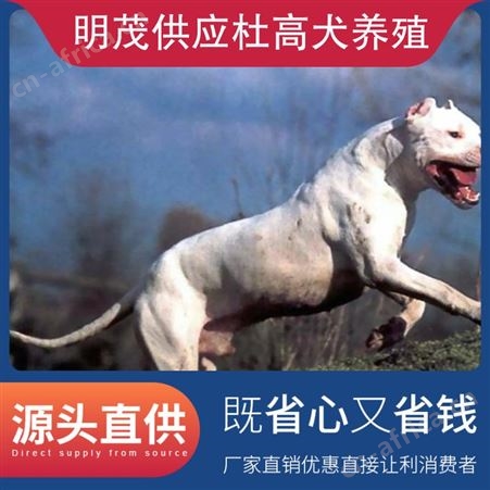 明茂供应杜高犬养殖 公母均有 品种杜高犬 品类犬类