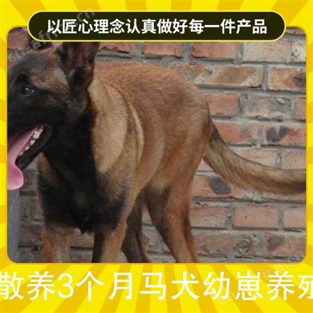 散养3个月马犬幼崽养殖 规格幼崽 品种马犬 体长40cm