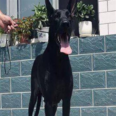 家养护院成年黑狼犬 尾巴细长 生长速度快 体型高大 明茂