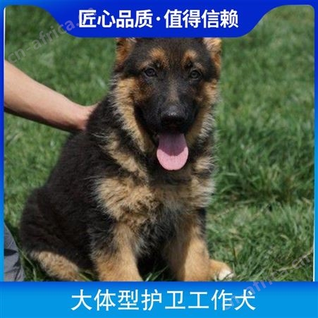 大体型护卫工作犬 体高65cm 毛色黄褐色 怀胎期58～65天