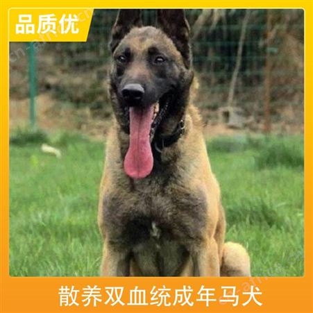 散养双血统成年马犬 品种马犬 公母均有 体长63-68cm