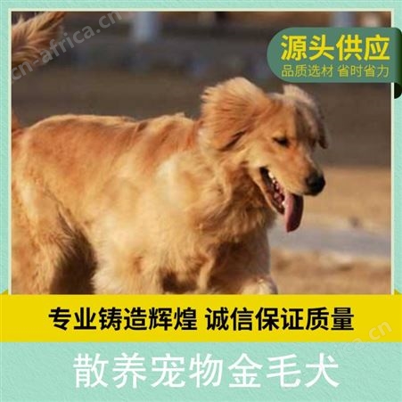 散养宠物金毛犬 规格幼犬 公母均有 体长55cm 体重25kg