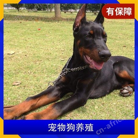 宠物狗养殖效益 体量8kg 性别公、母 品种高加索犬