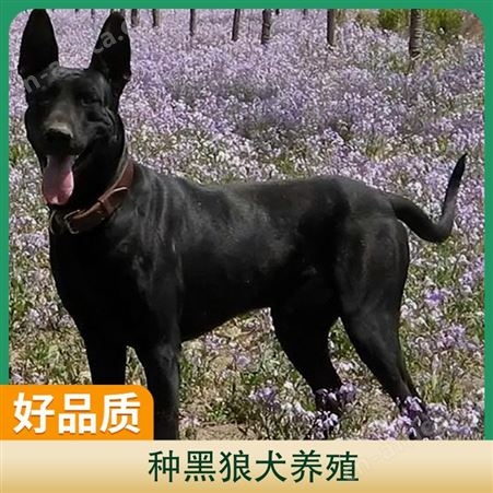 纯种黑狼犬养殖基地 免疫驱虫已做完 体重15kg 年龄2-6