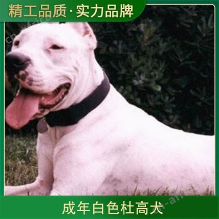 成年白色杜高犬 性别公母 免疫驱虫已做完 年龄2-6
