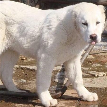 成年宠物中亚牧羊犬 科学养殖 双血统 抗病能力强 好养易活