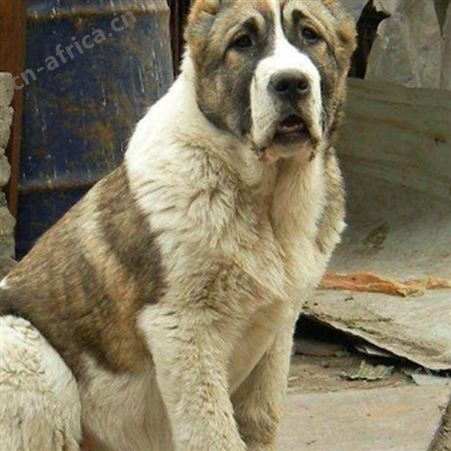 中亚牧羊犬出售 看家护院护卫犬 双血统 抗病力强