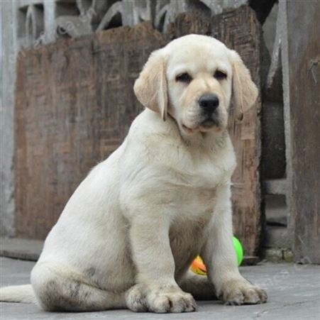 自然散养成年拉布拉多犬 适应能力强 生长快 明茂养殖