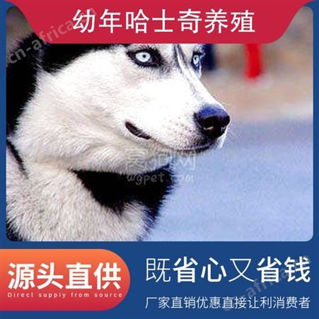 幼年哈士奇养殖 公母均有 品种哈士奇犬 胸围34cm