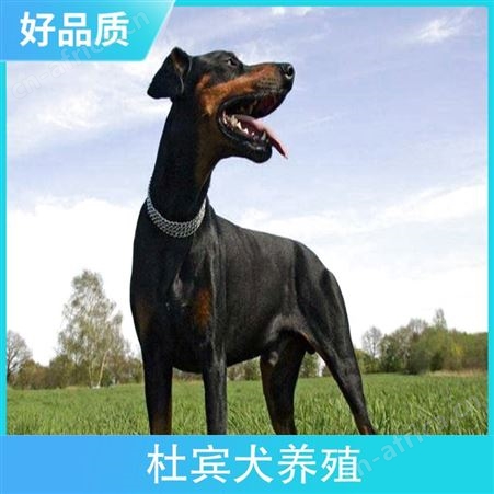 杜宾犬养殖基地 品种杜宾犬 颜色黑色 年龄幼年，成年