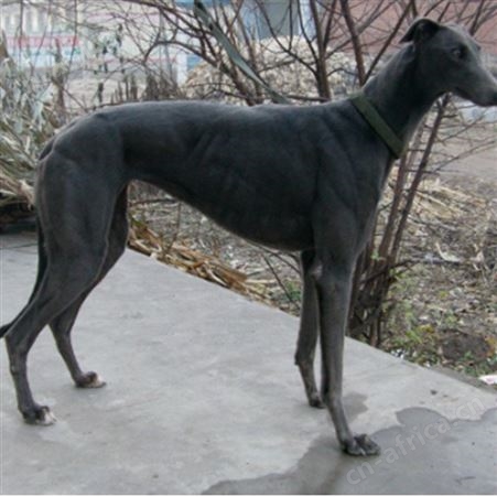 大型格力犬 出售宠物护卫犬 健康活体性情温顺易饲养
