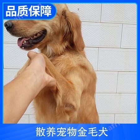 散养宠物金毛犬 规格幼犬 公母均有 体长55cm 体重25kg
