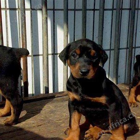 散养双血统黑狼犬 幼犬 高大威猛 看家护院 行动敏捷 明茂养殖