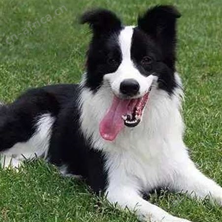 散养德国牧羊犬 双血统萌犬幼崽 适应能力强 生长速度快