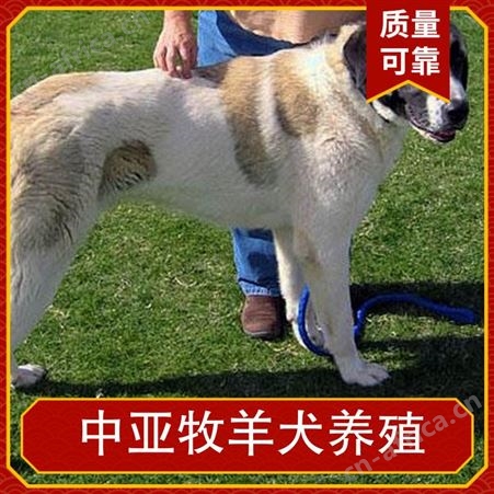 中亚牧羊犬养殖 服务养殖技术指导 特征被毛光滑柔软