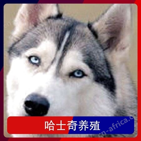哈士奇养殖基地 公母均有 品种哈士奇犬 体重30kg