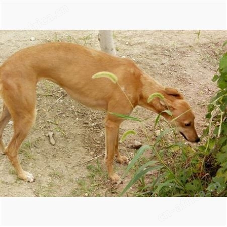 大型格力犬 出售宠物护卫犬 健康活体性情温顺易饲养
