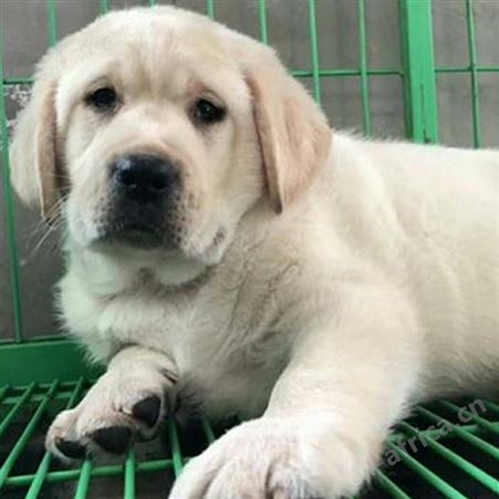 自然散养成年拉布拉多犬 适应能力强 生长快 明茂养殖