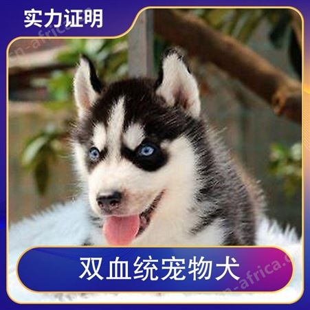 双血统宠物犬 免疫驱虫已做完 体重15kg 年龄2-4