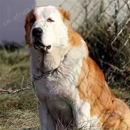 农家养殖双血统中亚牧羊犬幼崽 品种优良 科学饲养 体型匀称