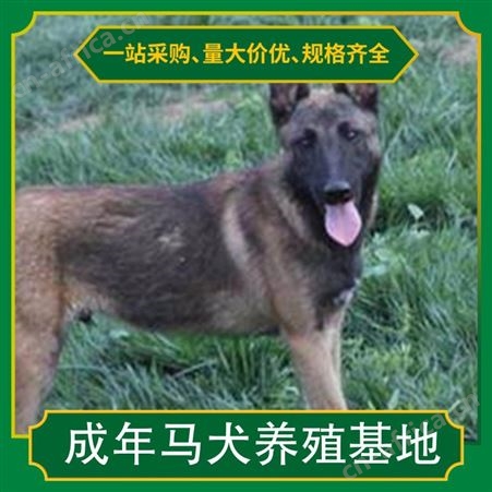 成年马犬养殖基地 品种马里努阿犬 体长50cm 体重28kg