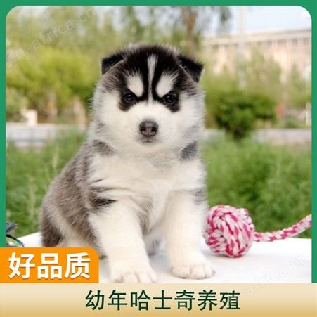 幼年哈士奇养殖 公母均有 品种哈士奇犬 胸围34cm