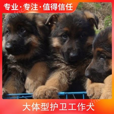 大体型护卫工作犬 体高65cm 毛色黄褐色 怀胎期58～65天
