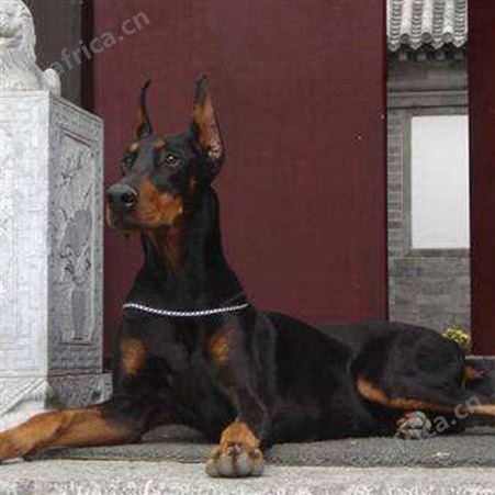 散养双血统黑狼犬 幼犬 高大威猛 看家护院 行动敏捷 明茂养殖