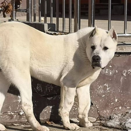 农家养殖双血统中亚牧羊犬幼崽 品种优良 科学饲养 体型匀称