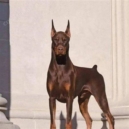 常年养殖供应双血统杜宾幼犬 大型成年犬 看家护院 体型健壮