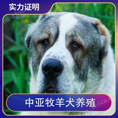 中亚牧羊犬养殖 服务养殖技术指导 特征被毛光滑柔软