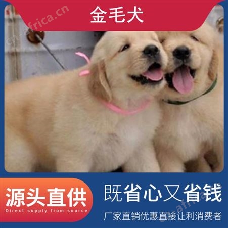 金毛犬和金毛寻回犬 成活率百分之98 公母均有 产子率1-3只