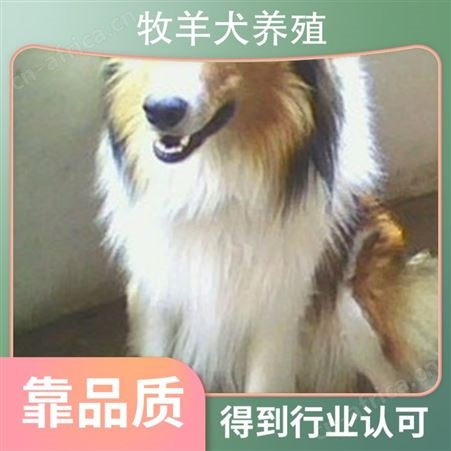边境牧羊犬养殖基地 规格幼崽 免疫驱虫已做 体重12kg
