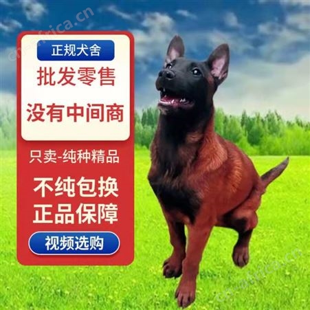 马犬幼犬 自然立耳 双血统成年犬 种类丰富 适应能力强 明茂