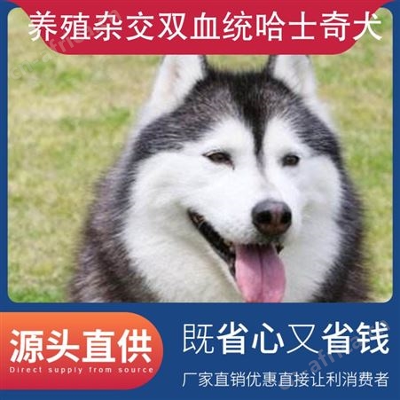 养殖杂交双血统哈士奇犬 别名二哈 犬种西伯利亚雪橇犬