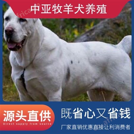 中亚牧羊犬养殖 规格幼崽 颜色黑白花 品种德国牧羊犬
