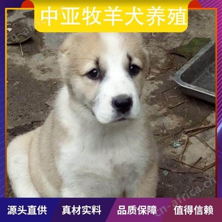 中亚牧羊犬养殖 服务养殖技术指导 特征被毛光滑柔软