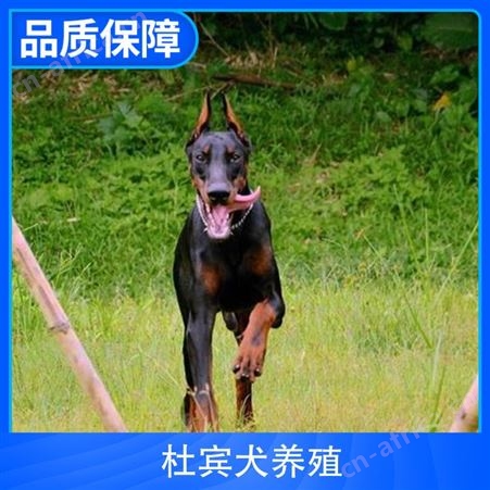 杜宾犬养殖基地 规格成年犬 品种杜宾犬 尾长4cm
