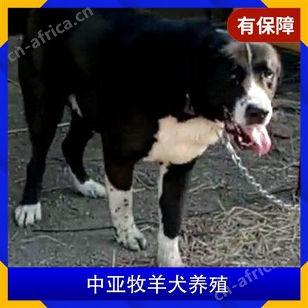 中亚牧羊犬养殖 规格幼崽 颜色黑白花 品种德国牧羊犬