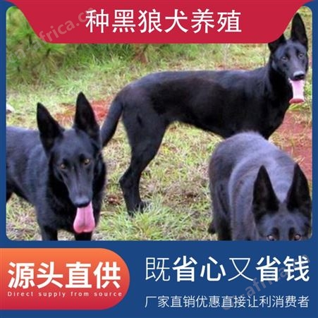 纯种黑狼犬养殖基地 免疫驱虫已做完 体重15kg 年龄2-6