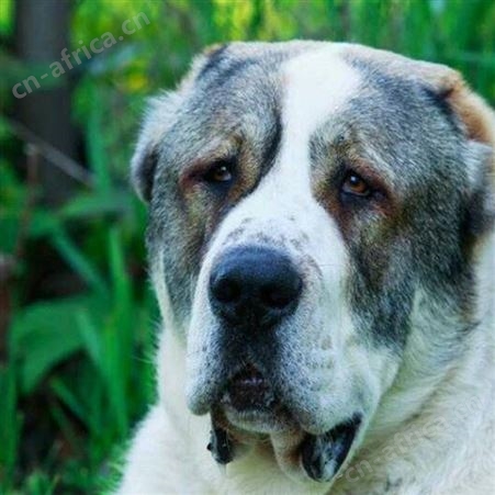 大型散养双血统中亚牧羊犬 体格健壮 抗病能力强