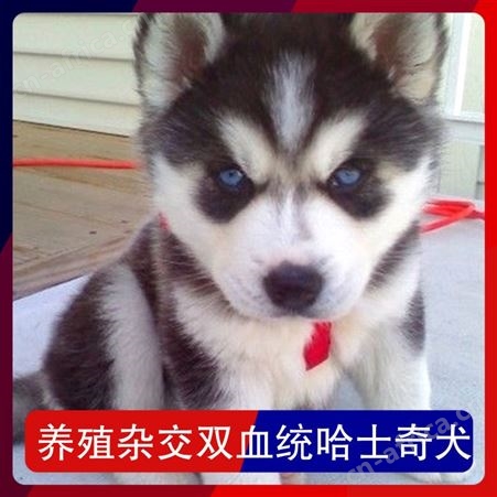 养殖杂交双血统哈士奇犬 别名二哈 犬种西伯利亚雪橇犬