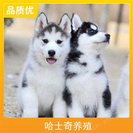 哈士奇养殖注意事项 公母均有 品种哈士奇 胸围55