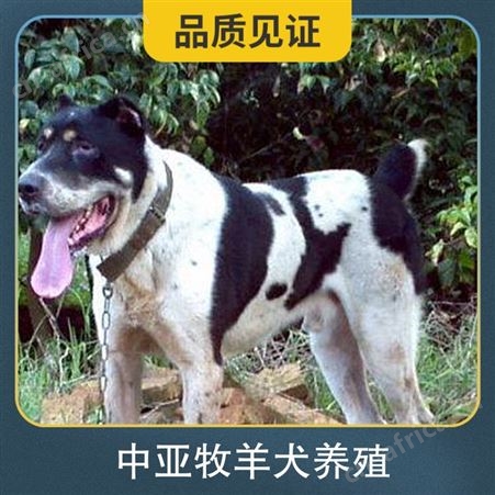 中亚牧羊犬养殖 规格幼崽 颜色黑白花 品种德国牧羊犬