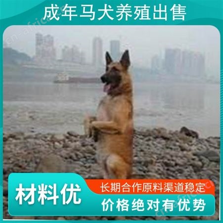 成年马犬养殖出售 品种马里努阿犬 颜色黄色 体长57cm