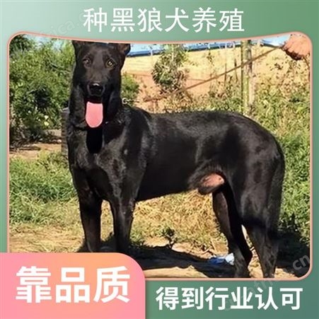 纯种黑狼犬养殖基地 免疫驱虫已做完 体重15kg 年龄2-6