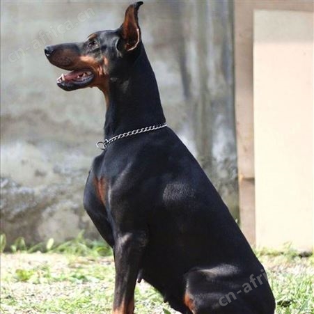 成年杜宾犬 看家护院 犬 自然散养 品种丰富 易饲养