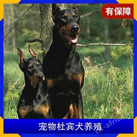 宠物杜宾犬养殖 品种杜宾犬 养殖方式散养 特点抗粗放管理