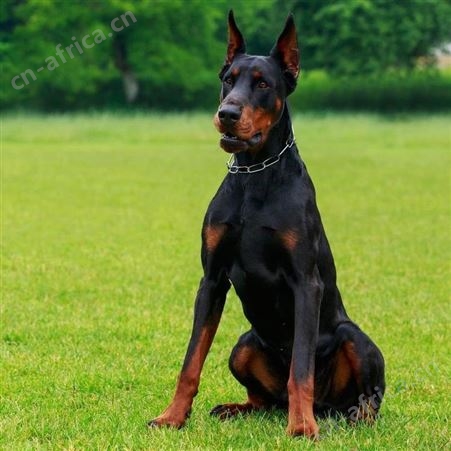 成年杜宾犬 看家护院 犬 自然散养 品种丰富 易饲养
