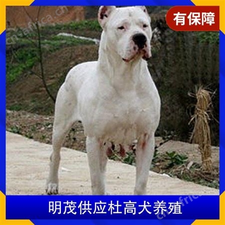 明茂供应杜高犬养殖 公母均有 品种杜高犬 品类犬类